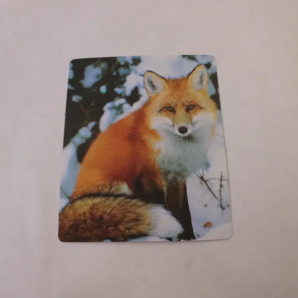 Wildlife Photograph Print Card Set 59 Full-Color Photo Cards