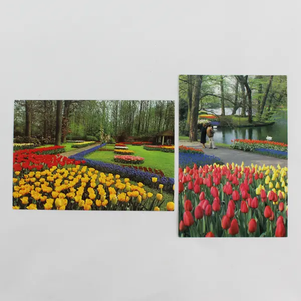 Lot Of 2 Vintage Keukenhof Tulip Gardens Lisse Holland Postcards