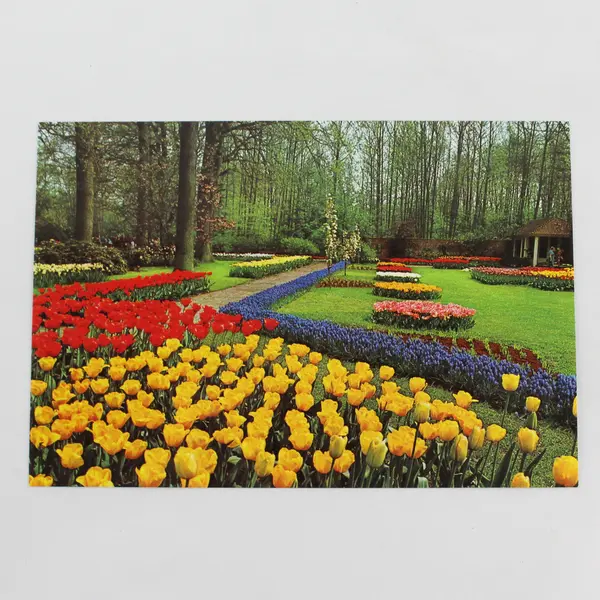 Lot Of 2 Vintage Keukenhof Tulip Gardens Lisse Holland Postcards