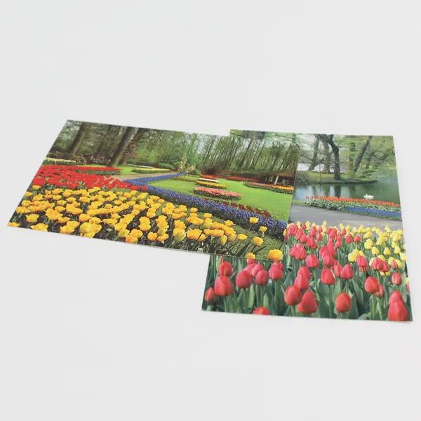 Lot Of 2 Vintage Keukenhof Tulip Gardens Lisse Holland Postcards