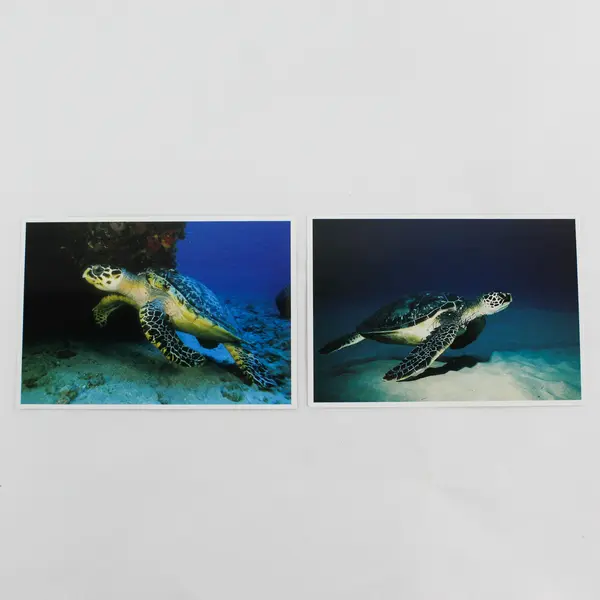 Lot Of 2 Vintage Hawaii Underwater Sea Turtle Postcards 