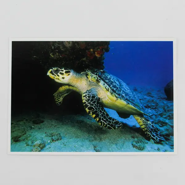 Lot Of 2 Vintage Hawaii Underwater Sea Turtle Postcards 