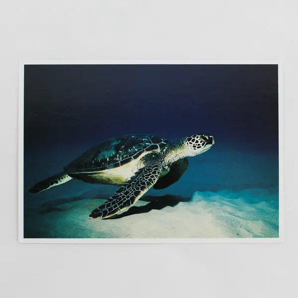Lot Of 2 Vintage Hawaii Underwater Sea Turtle Postcards 