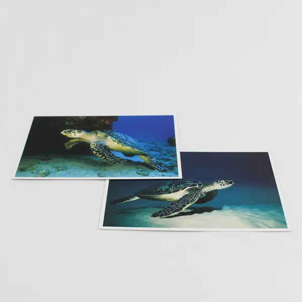 Lot Of 2 Vintage Hawaii Underwater Sea Turtle Postcards 
