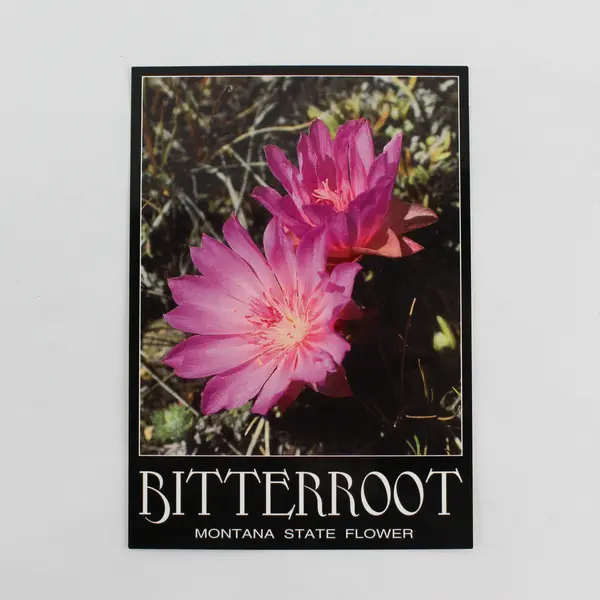 Lot Of 3 Vintage Montana Postcards Map Bitterroot Flower Four Seasons