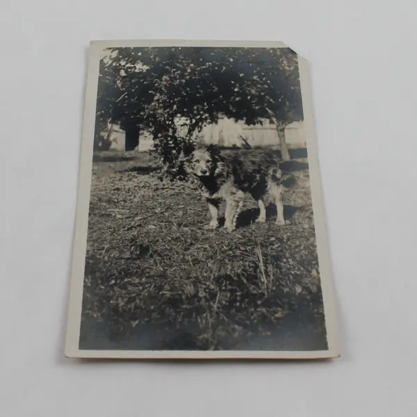 Antique 1910s RPPC Photo Postcard Cute Furry Dog In Backyard