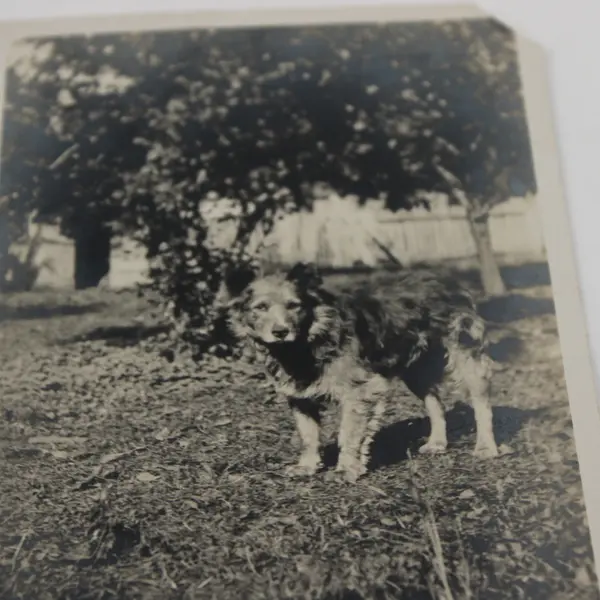Antique 1910s RPPC Photo Postcard Cute Furry Dog In Backyard