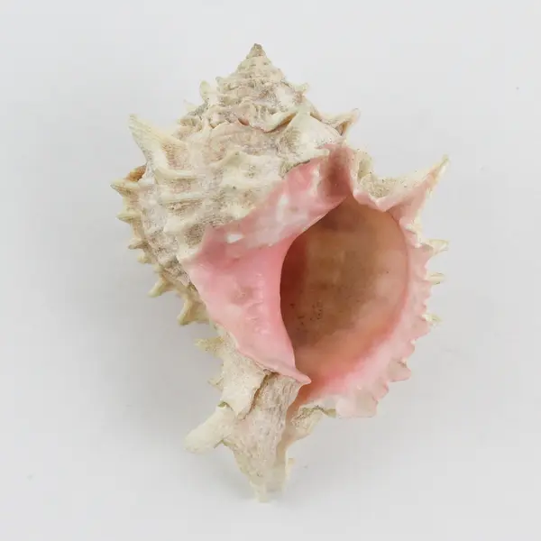 Pink Murex Seashell 5" Conch Shell with Pink Throat for Home Decor Collectible