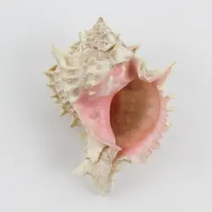 Pink Murex Seashell 5" Conch Shell with Pink Throat for Home Decor Collectible