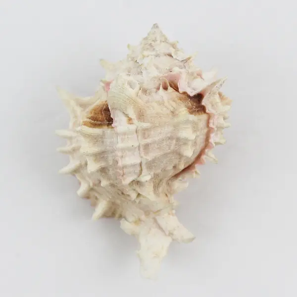 Pink Murex Seashell 5" Conch Shell with Pink Throat for Home Decor Collectible