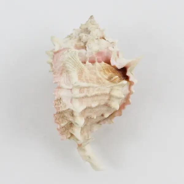 Pink Murex Seashell 5" Conch Shell with Pink Throat for Home Decor Collectible