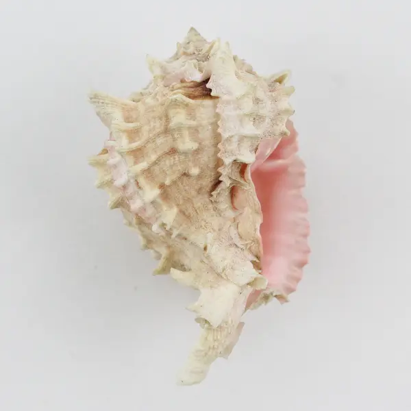 Pink Murex Seashell 5" Conch Shell with Pink Throat for Home Decor Collectible