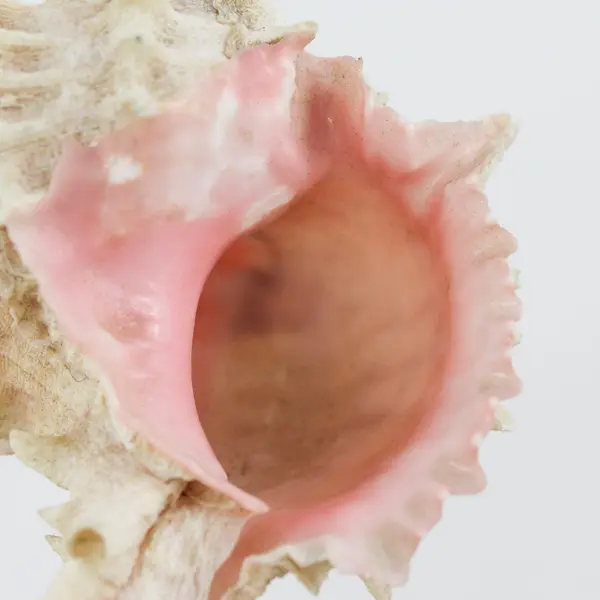 Pink Murex Seashell 5" Conch Shell with Pink Throat for Home Decor Collectible