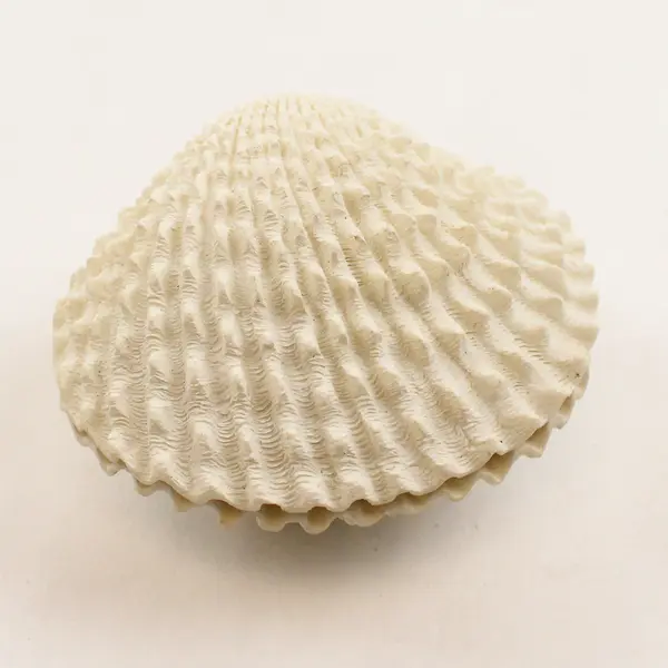 White Porcelain Shell Trinket Box with Rose Accents - Collectible