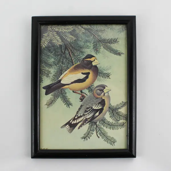 Framed Evening Grosbeak Pair On A Tree Branch Print Signed