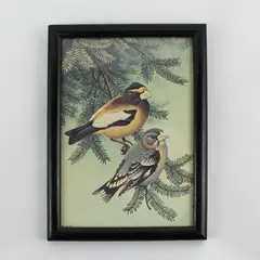Framed Evening Grosbeak Pair On A Tree Branch Print Signed