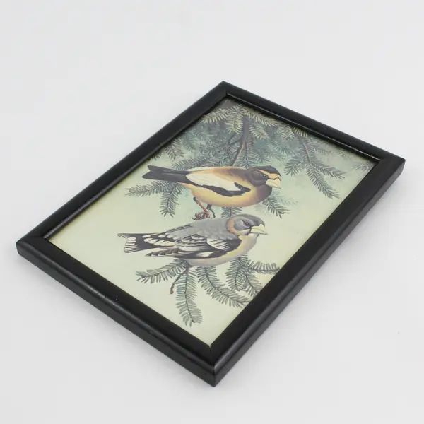 Framed Evening Grosbeak Pair On A Tree Branch Print Signed