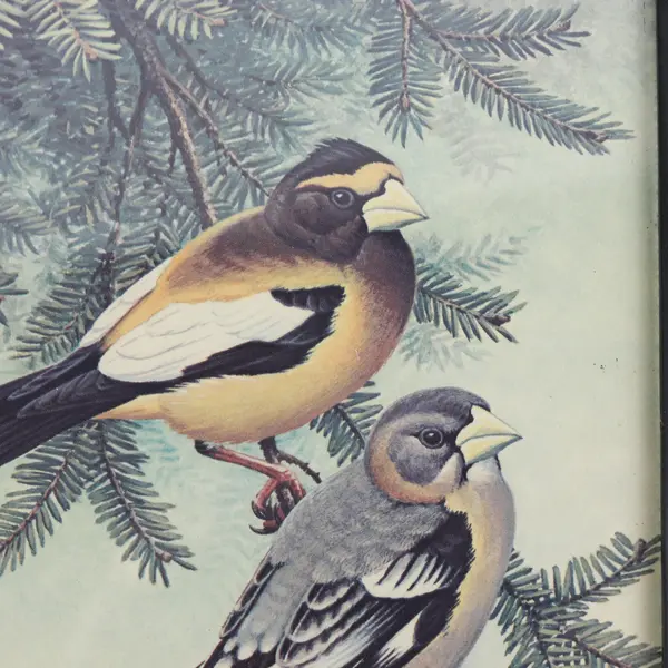 Framed Evening Grosbeak Pair On A Tree Branch Print Signed