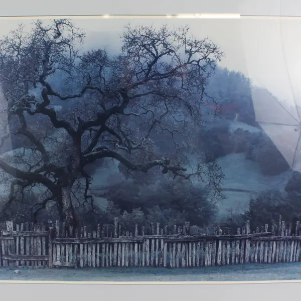 1984 New York Graphic Society Framed Poster Oak In Rain By Arnold Dubnick.