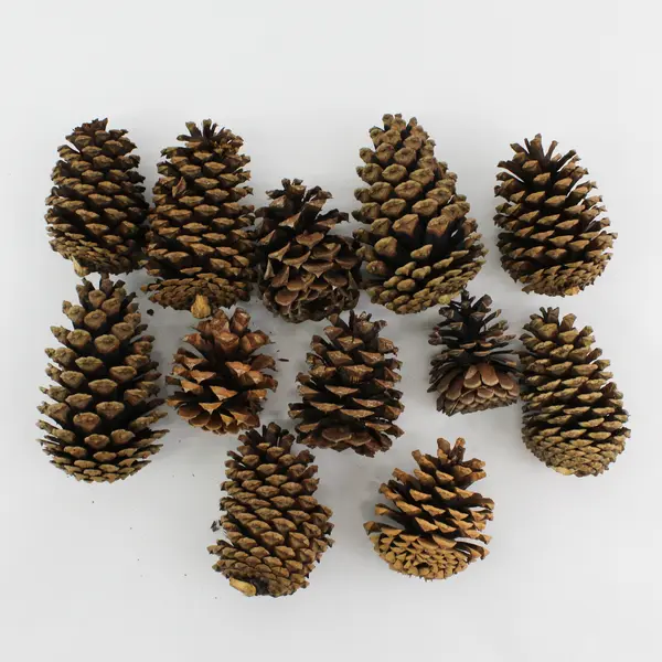 Lot of 12 Pinecones For DIY Crafting Projects