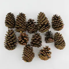 Lot of 12 Pinecones For DIY Crafting Projects