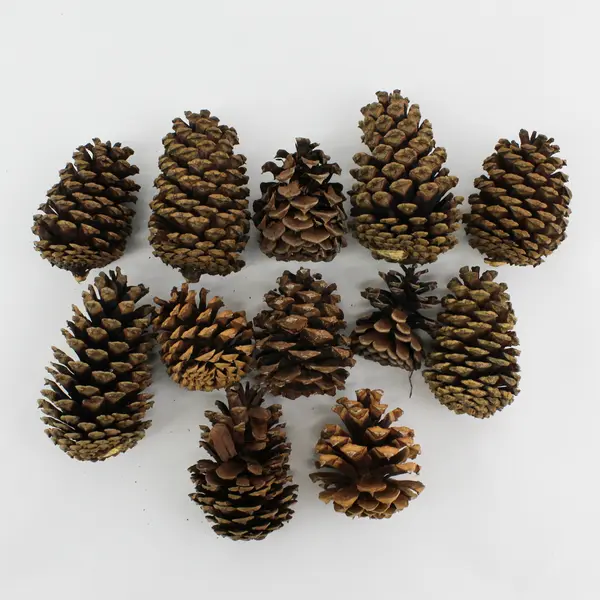 Lot of 12 Pinecones For DIY Crafting Projects