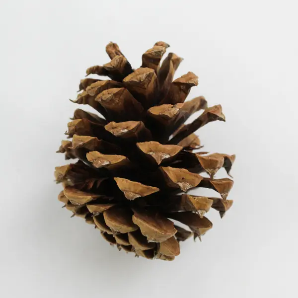 Lot of 12 Pinecones For DIY Crafting Projects