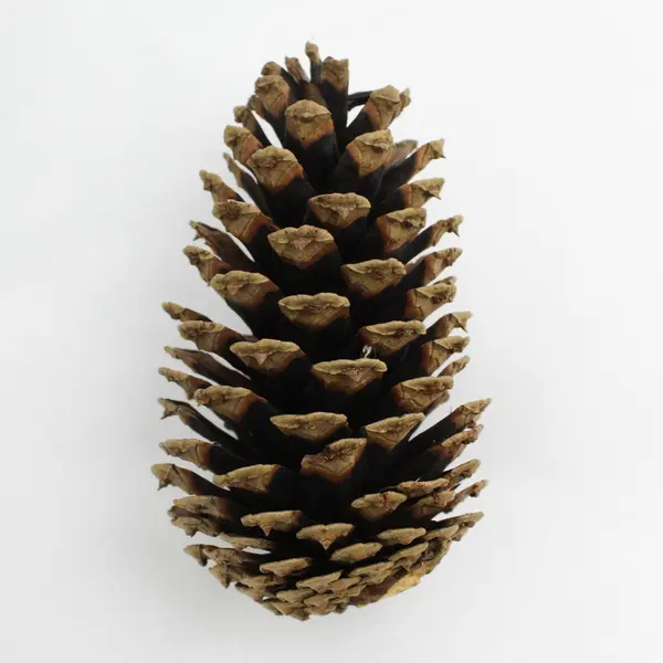 Lot of 12 Pinecones For DIY Crafting Projects