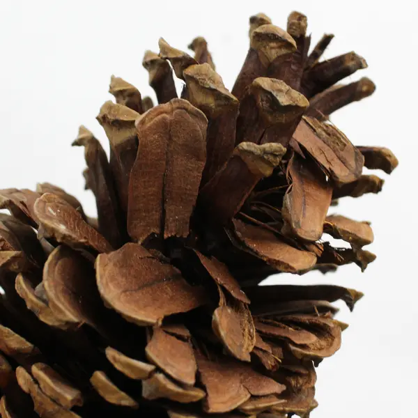 Lot of 12 Pinecones For DIY Crafting Projects