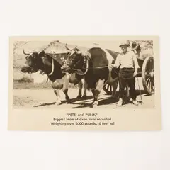 Vintage Pete And Punk Biggest Team Of Oxen RPPC Postcard Berks County Penn