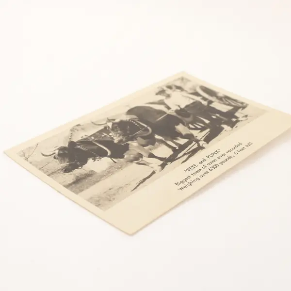 Vintage Pete And Punk Biggest Team Of Oxen RPPC Postcard Berks County Penn