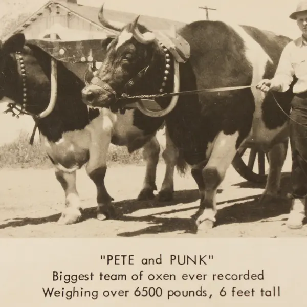 Vintage Pete And Punk Biggest Team Of Oxen RPPC Postcard Berks County Penn