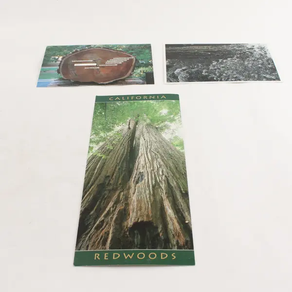Lot Of 3 Vintage Coast Redwood California Scenic Postcards 