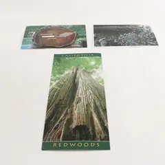 Lot Of 3 Vintage Coast Redwood California Scenic Postcards 