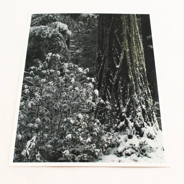Lot Of 3 Vintage Coast Redwood California Scenic Postcards 