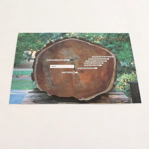 Lot Of 3 Vintage Coast Redwood California Scenic Postcards 