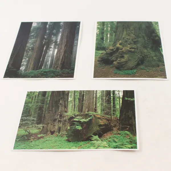 Lot Of 3 Vintage Redwood National Park California Scenic Postcards