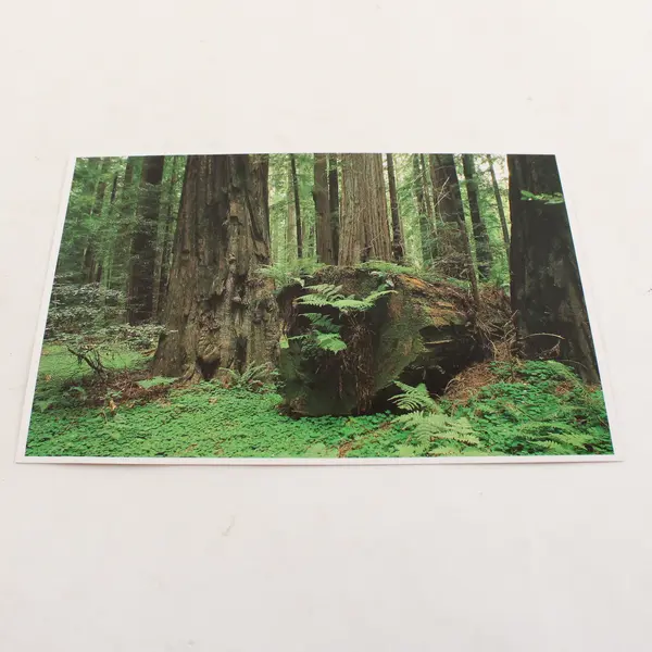 Lot Of 3 Vintage Redwood National Park California Scenic Postcards