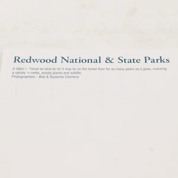 Lot Of 3 Vintage Redwood National Park California Scenic Postcards