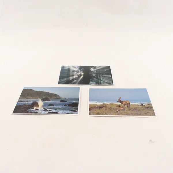 Lot Of 3 Vintage Redwood National Park California Scenic Postcards Coastline Elk