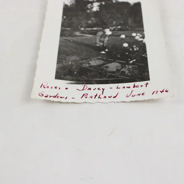 Little Boy With Roses Lambert Gardens Portland Oregon June 1946 Photo