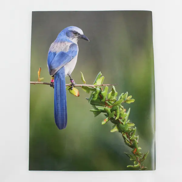 Living Bird Magazine Summer 2021 Volume 40 Number 3 Good Condition