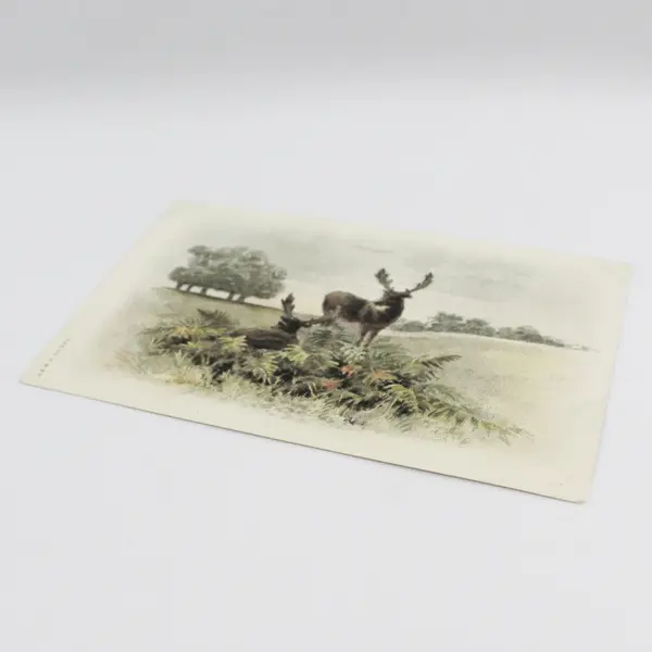 Vintage Early 1900s Two Deer Undivided Back Postcard A&MB Meissner & Buch 