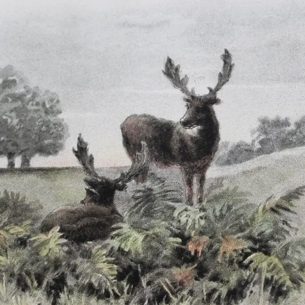 Vintage Early 1900s Two Deer Undivided Back Postcard A&MB Meissner & Buch 