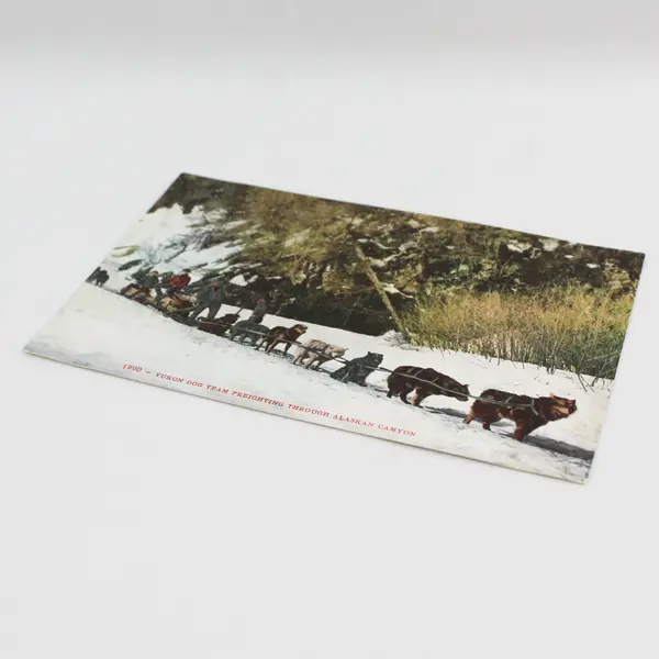 Yukon Dog Team Freighting Through Alaskan Canyon Postcard Edward H Mitchell 