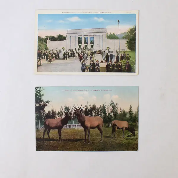 Lot Of 2 Postcards Steinhart Aquarium San Francisco Woodland Park Elk Seattle 
