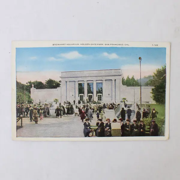 Lot Of 2 Postcards Steinhart Aquarium San Francisco Woodland Park Elk Seattle 