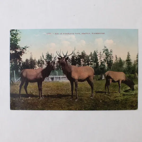 Lot Of 2 Postcards Steinhart Aquarium San Francisco Woodland Park Elk Seattle 