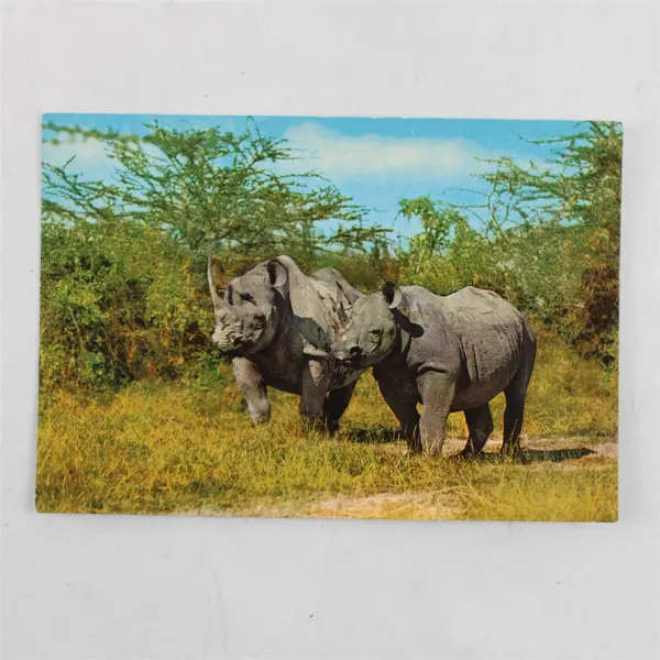 Vintage African Wildlife Rhino Postcard Sapra Studio Nairobi 4087-C