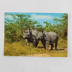 Vintage African Wildlife Rhino Postcard Sapra Studio Nairobi 4087-C